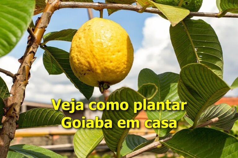 como plantar goiaba