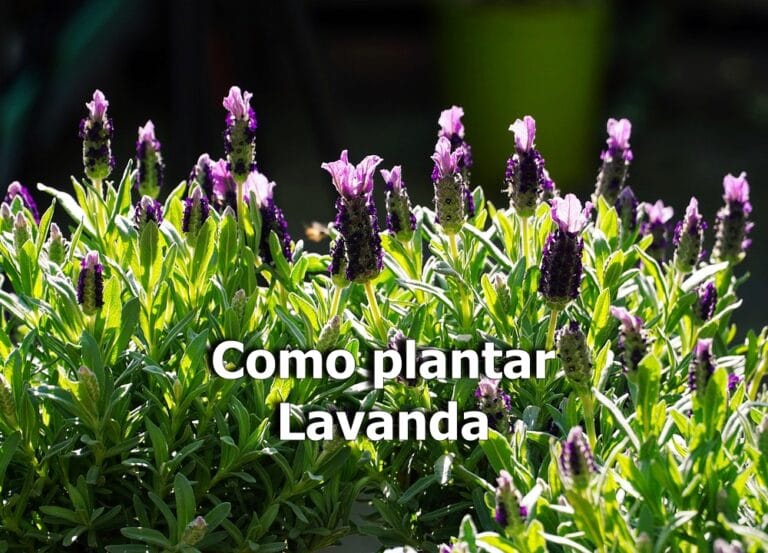 Como plantar lavanda