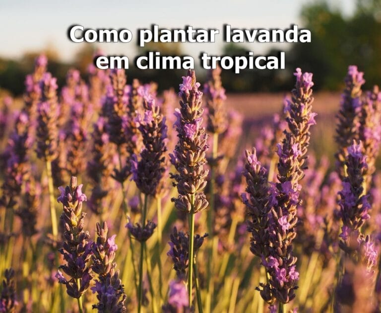 como plantar lavanda em clima tropical