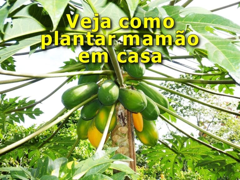 como plantar mamão