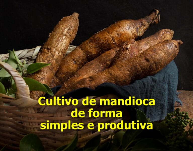 como plantar mandioca