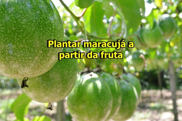 como plantar maracujá a partir da fruta