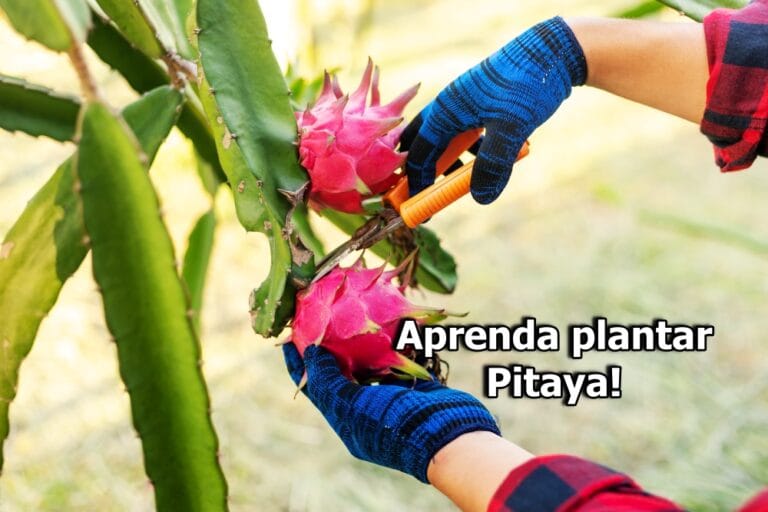 como plantar pitaya