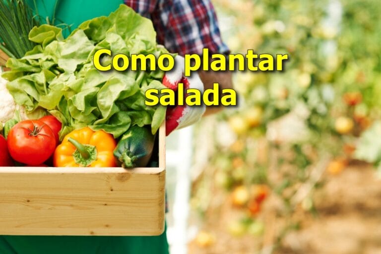 como plantar salada