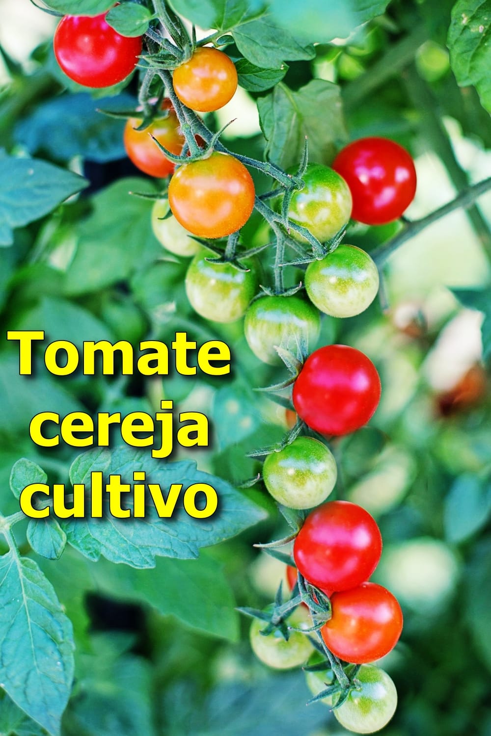 Tomatinho cereja: ideal para saladas e fácil de cultivar