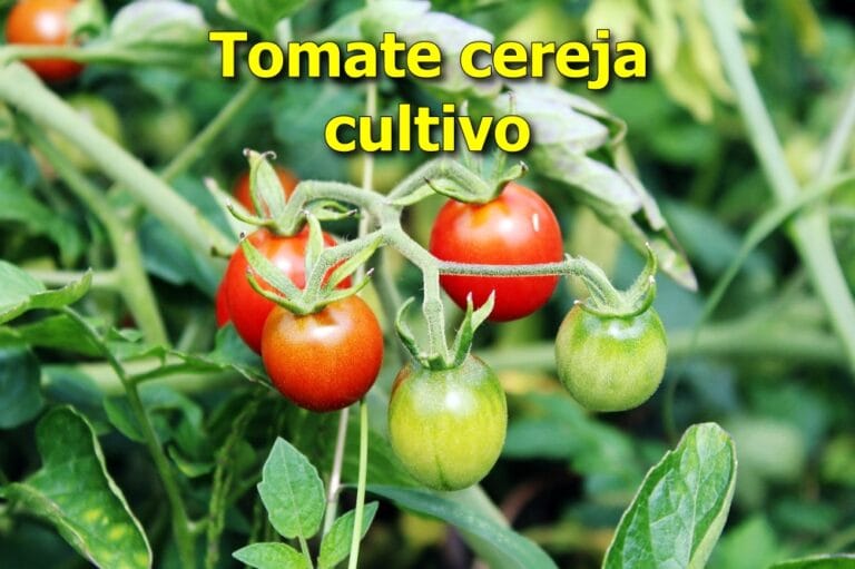 como plantar tomate cereja