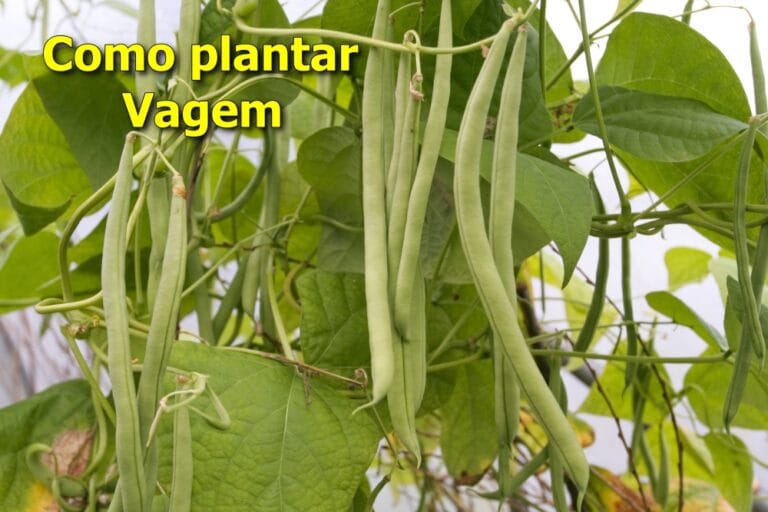 como plantar vagem
