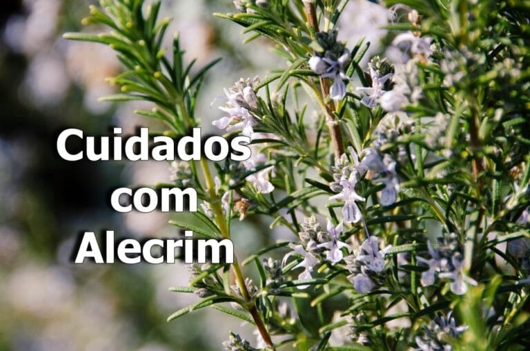 Cuidados com alecrim