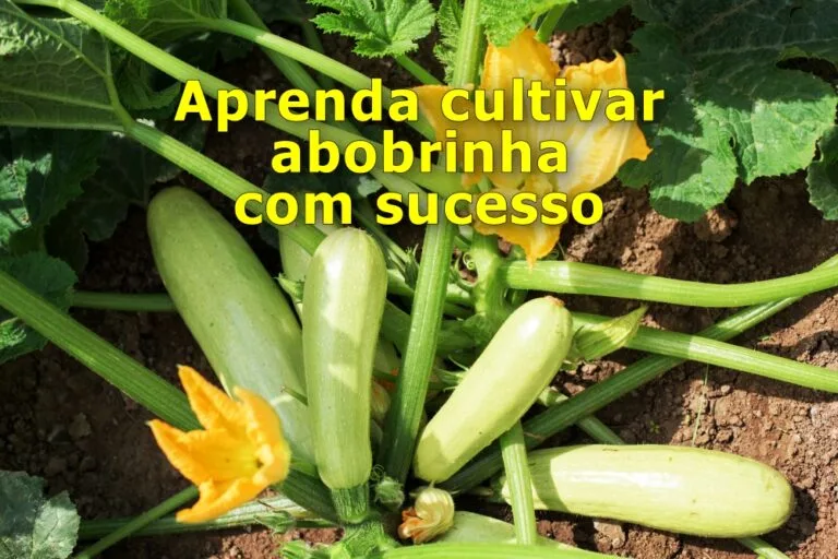 como cultivar abobrinha