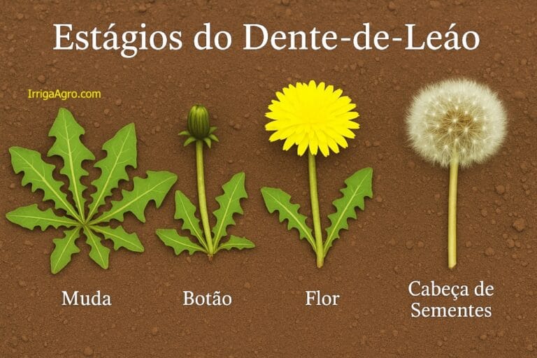 dente de leão "erva daninha"