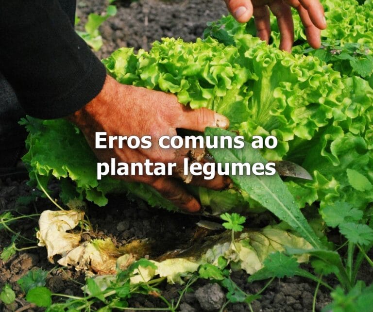 erros ao plantar legumes