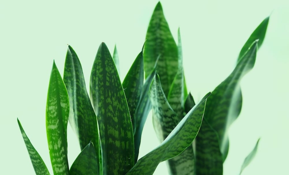plantas que purificam o ar: planta espada são jorge