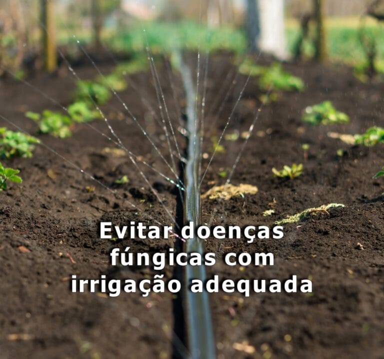 evitar doenças fúngicas com irrigação adequada
