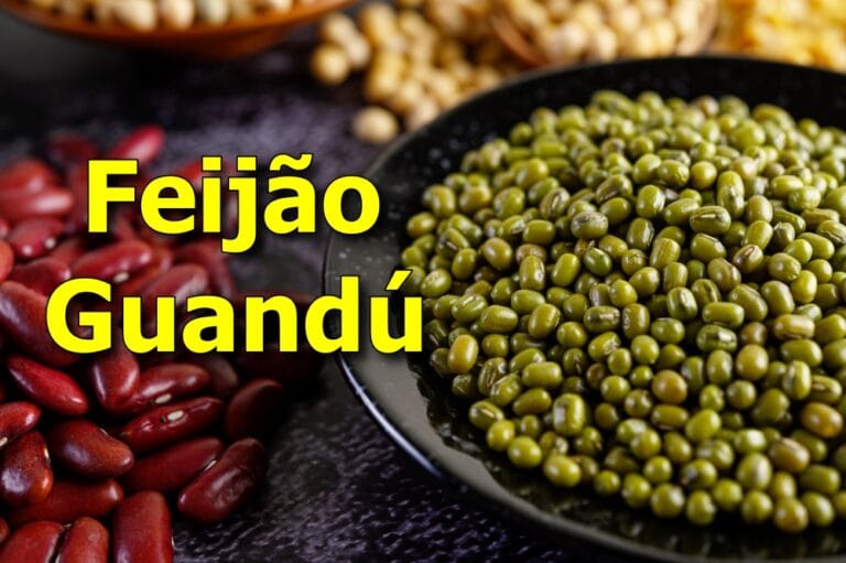 como plantar feijão-guandu