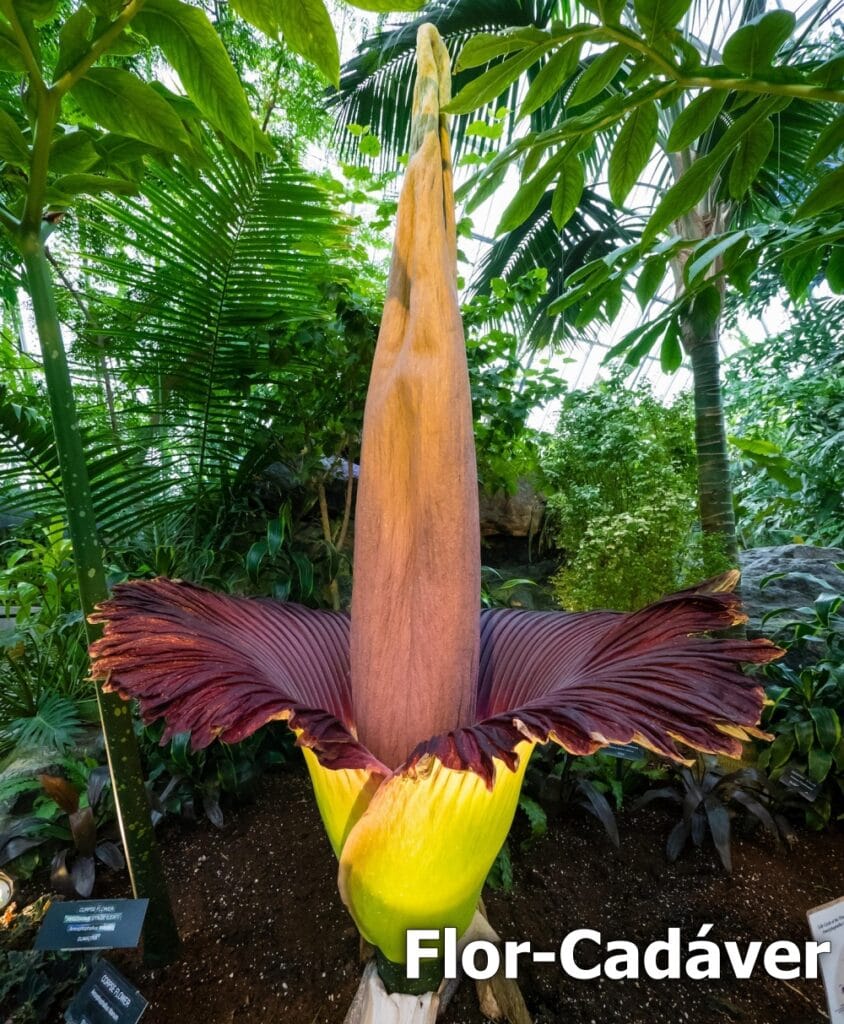 Planta Cadáver