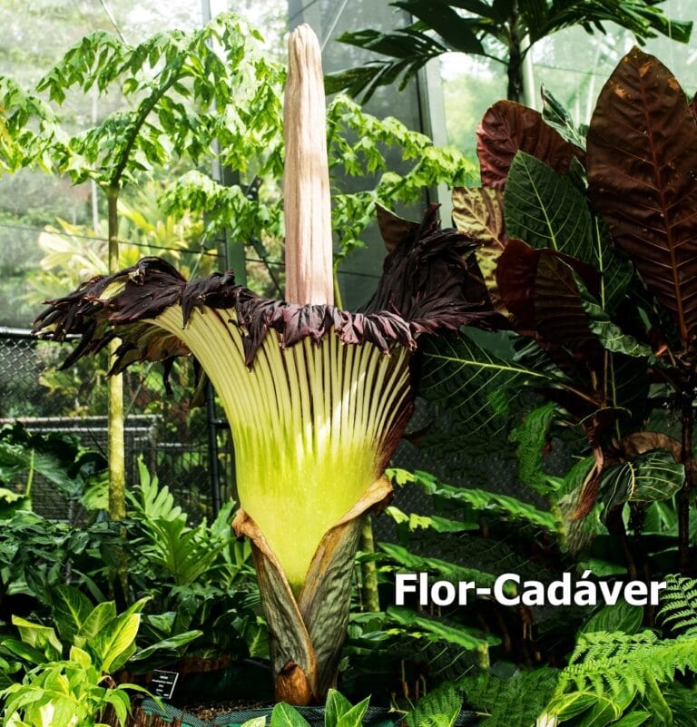Flor-Cadáver