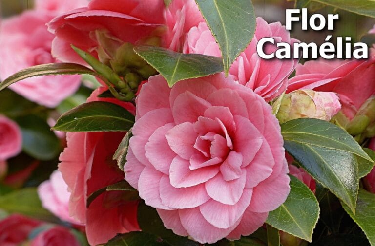 Flor camélia
