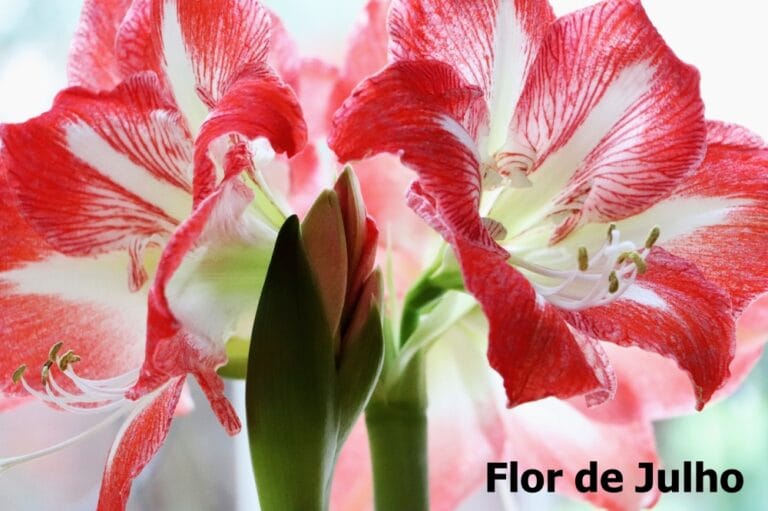 Flor de Julho