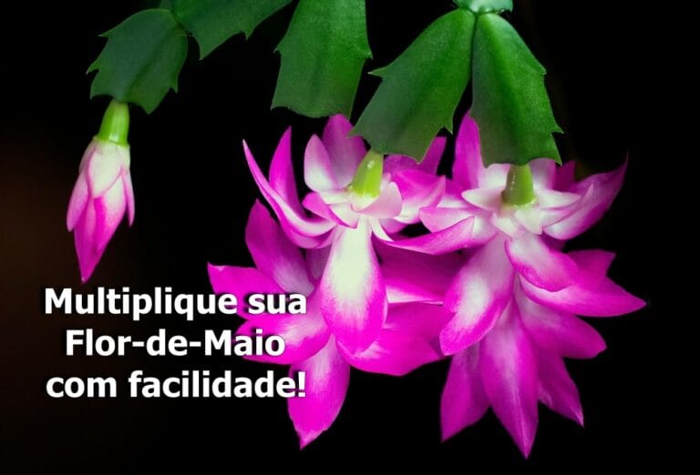Multiplique sua Flor-de-Maio com facilidade