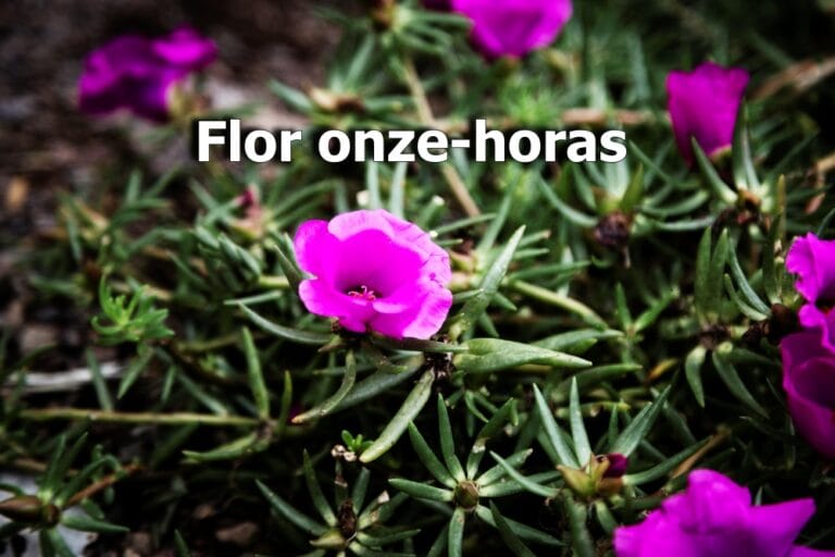 flor onze-horas