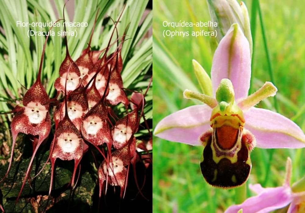 Flores que parecem animais.