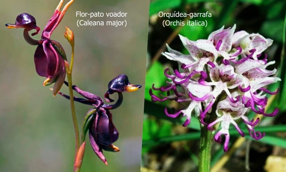 Flores que parecem animais