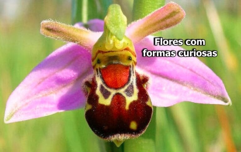 flores com formas curiosas