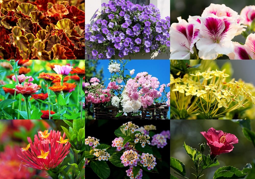 Flores o ano todo