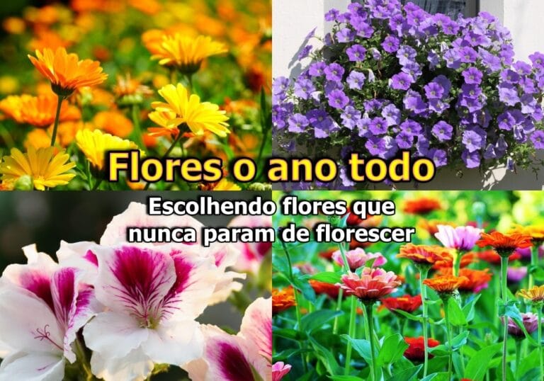 Flores o ano todo