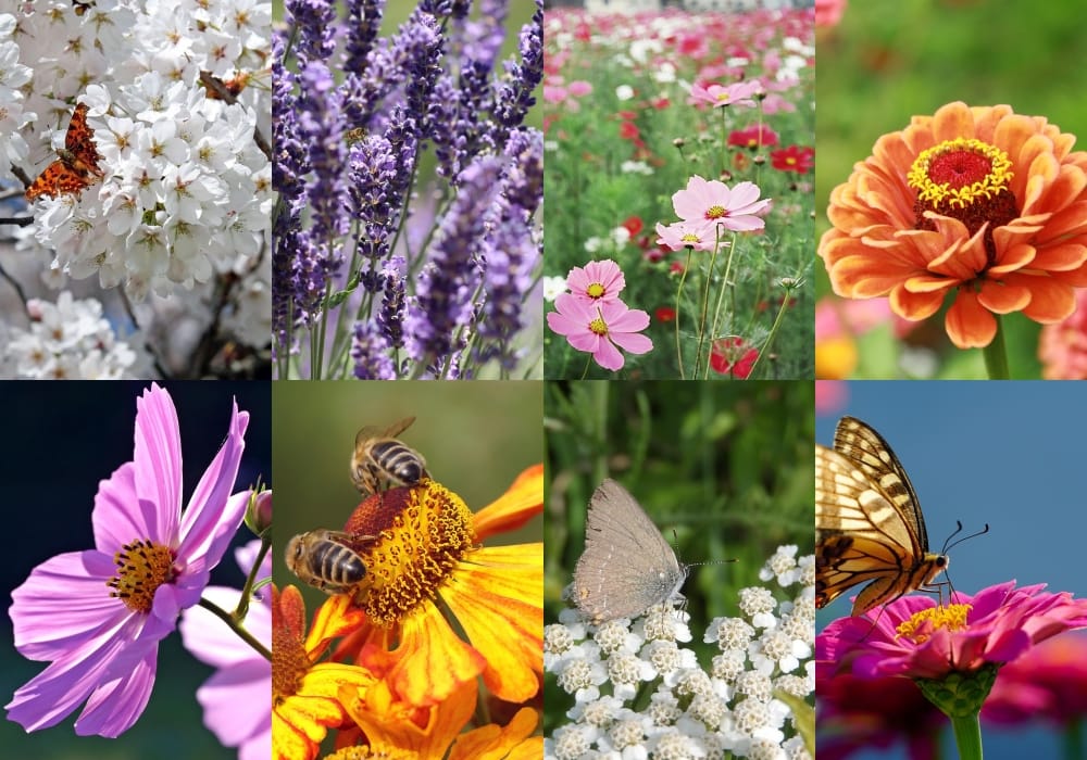 flores que atraem abelhas