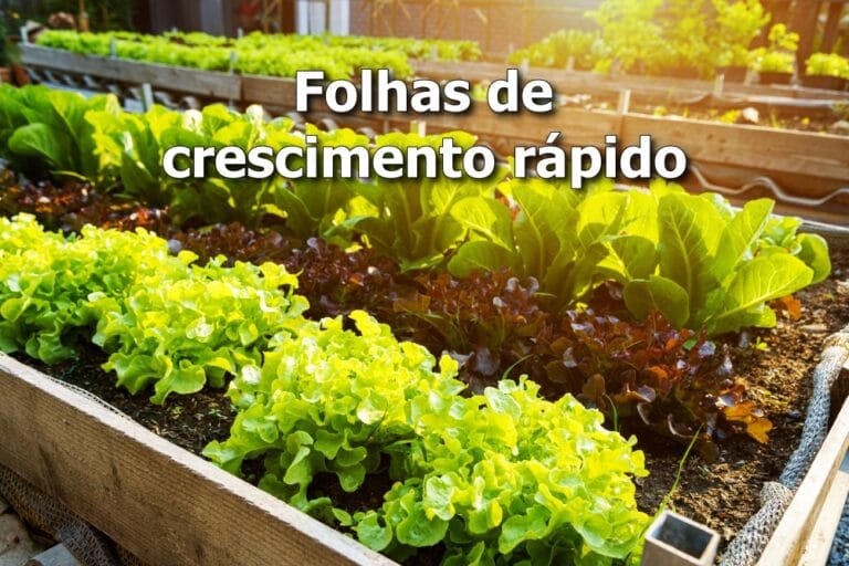 folhas de crescimento rápido