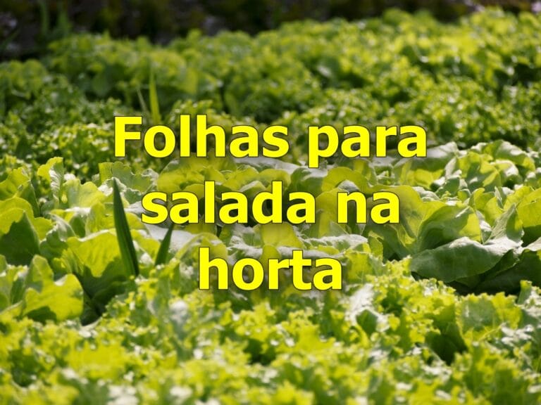 folhas para salada na horta