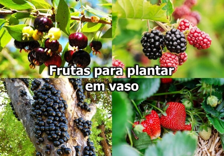 frutas para plantar em vaso