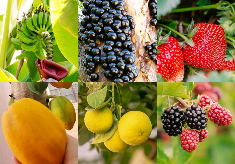 frutas que crescem rápido