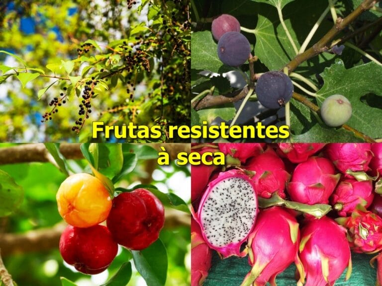 frutas resistentes à seca