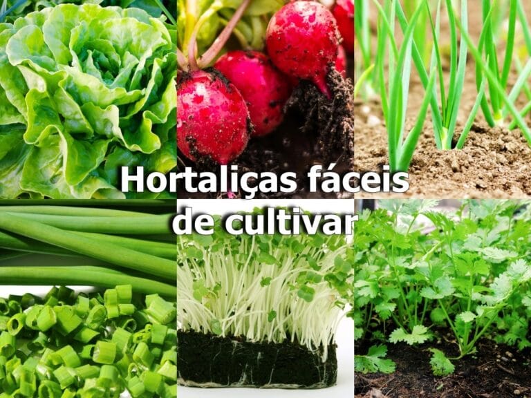 hortaliças fáceis de cultivar