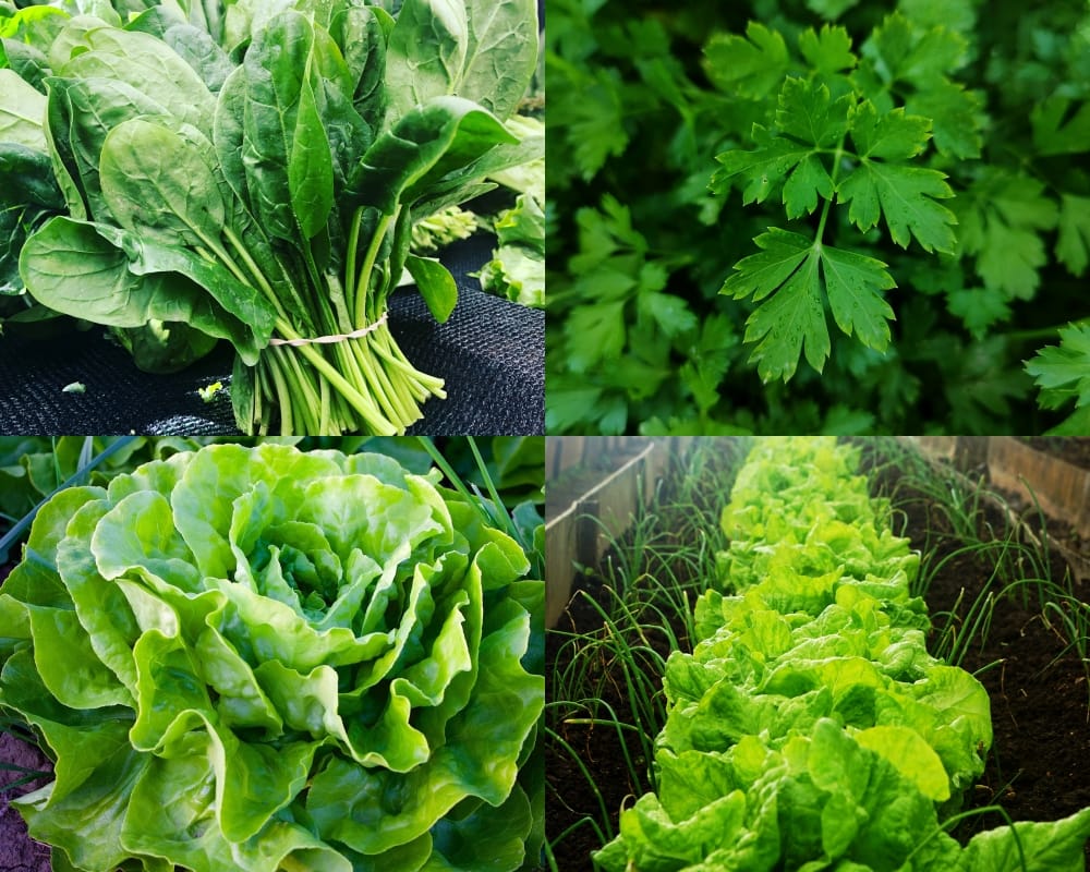 hortaliças que crescem bem na sombra