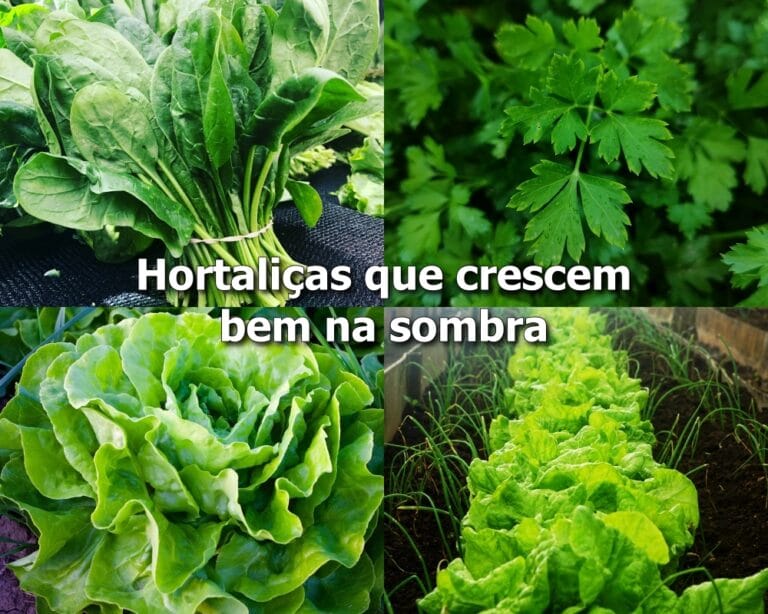 hortaliças que crescem bem na sombra