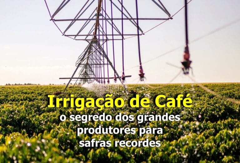 Irrigação de café