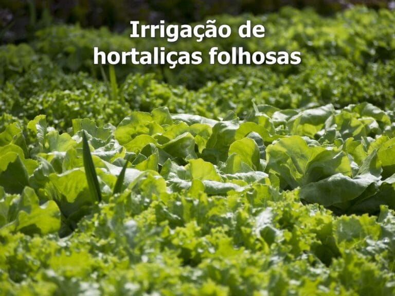 irrigação de hortaliças folhosas