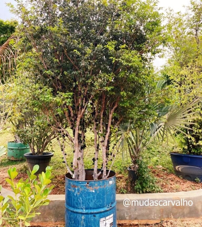 Jabuticabeira em vaso