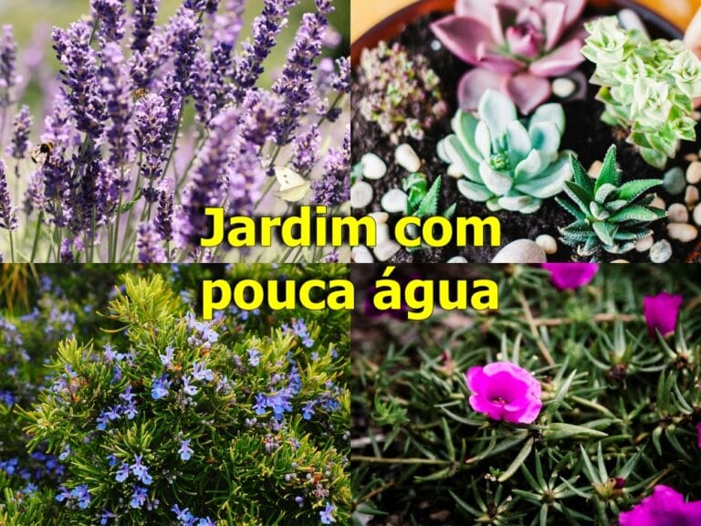 jardim com pouca água