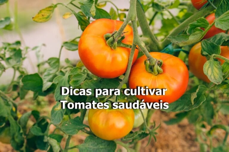 Jardim de tomates