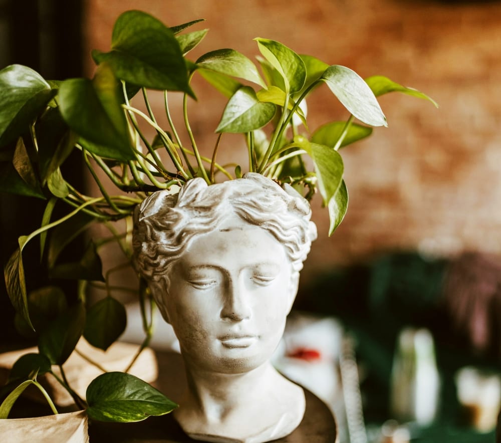 jibóia pendente: plantas que purificam o ar