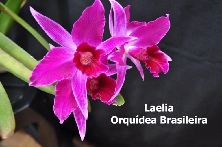 Laelia Orquídea Brasileira