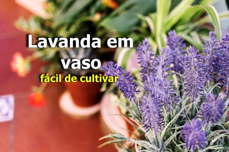 Lavanda em vaso