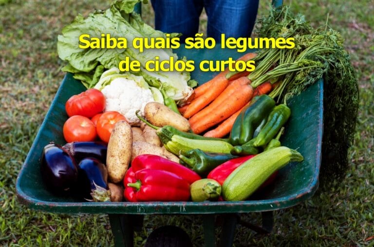 Legumes de ciclo curto