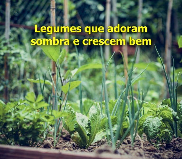legumes para sombra