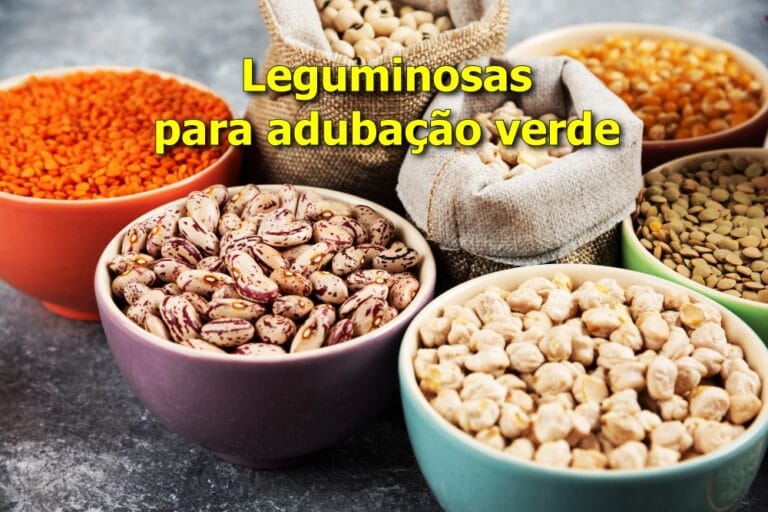 leguminosas para adubação verde
