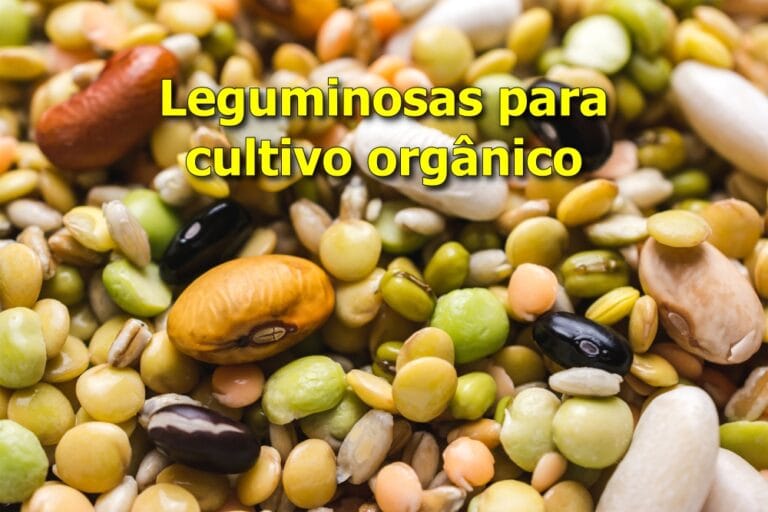 leguminosas para cultivo orgânico